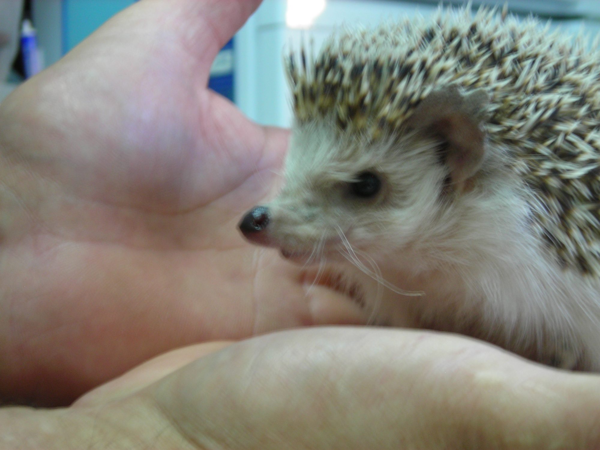 Erizo en consulta veterinaria