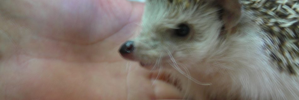 Erizo en consulta veterinaria