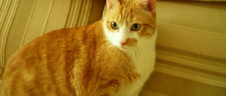 Consejos para el cuidado del gato gordo