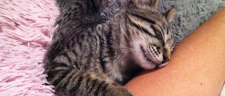 Cuidados del gatito recien nacido