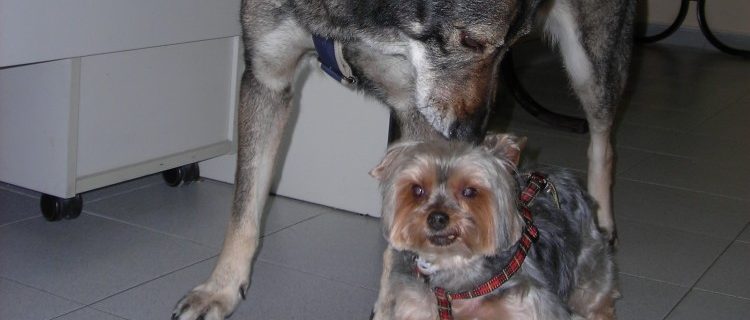 Recomendaciones para el cuidado del perro