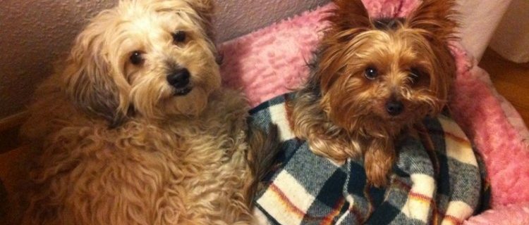 Cuidados del cachorro