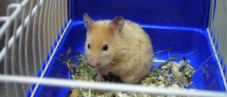 Alimentación hámster