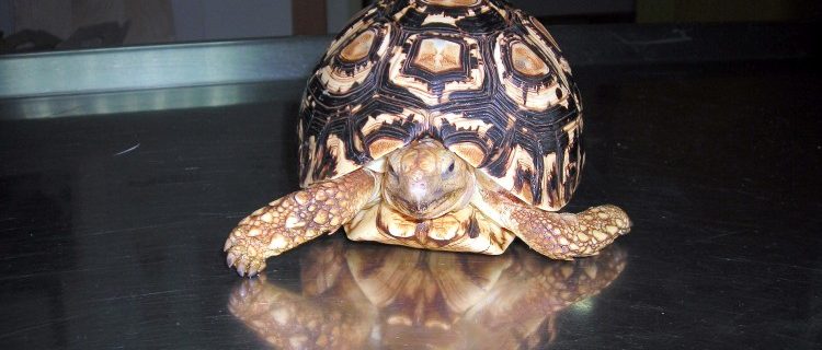 Dieta y cuidados de la tortuga de tierra