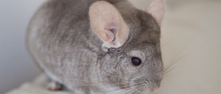 Chinchilla