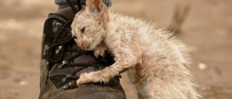 Derechos de los animales