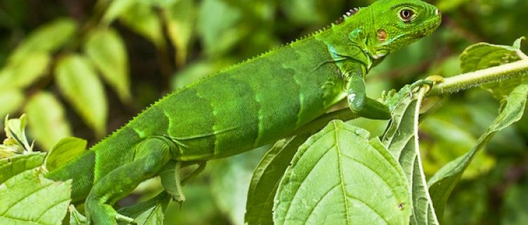 Iguana