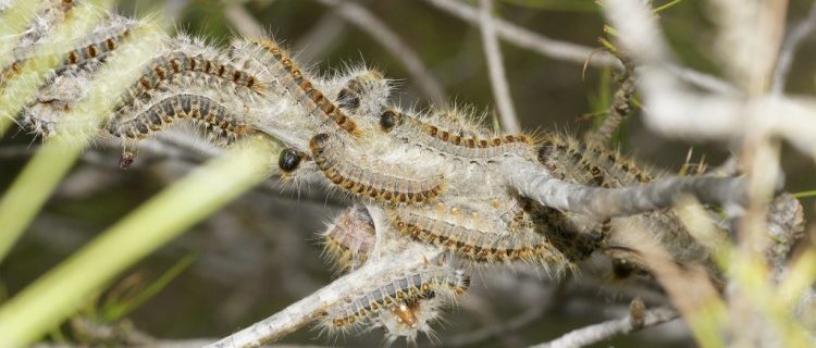 Procesionaria del pino