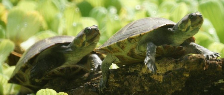 Tortugas de agua
