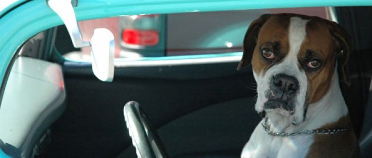 Golpe de calor en animales