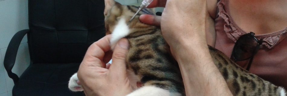 Identificación de perros y gatos