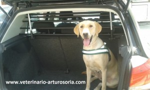 Medidas de seguridad para viajar con animales en el coche