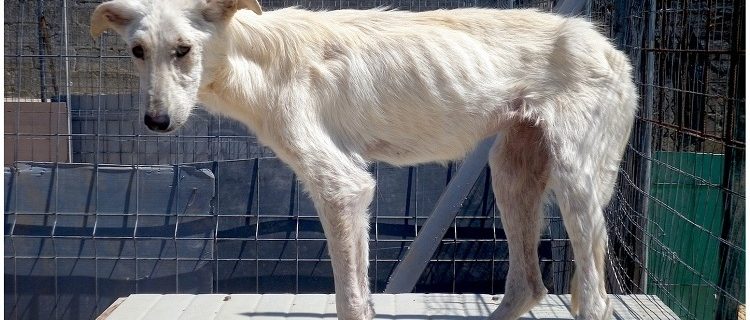 Perro con leishmaniosis