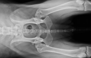 Artrosis por displasia de cadera en perro