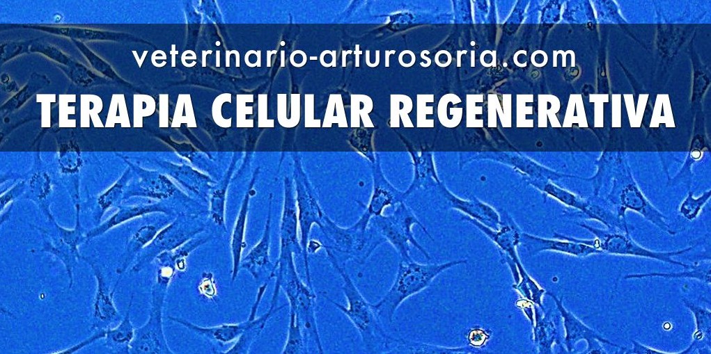 Terapia celular biorregenerativa