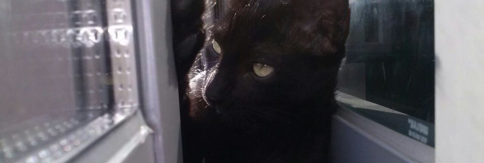 Vigilar a los gatos en las ventanas